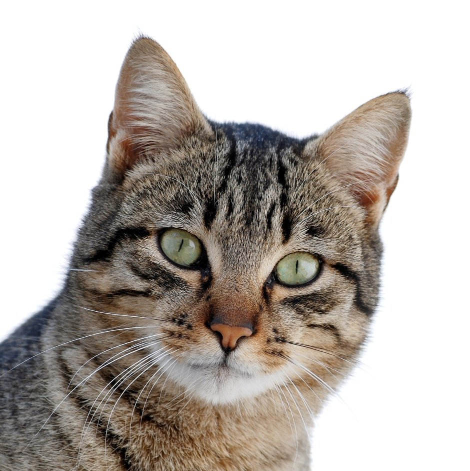 Морда кота на прозрачном фоне
