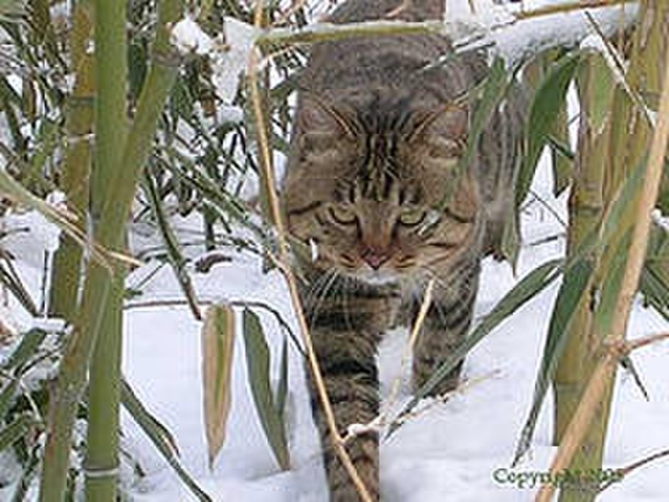 Китайский дракон порода котов