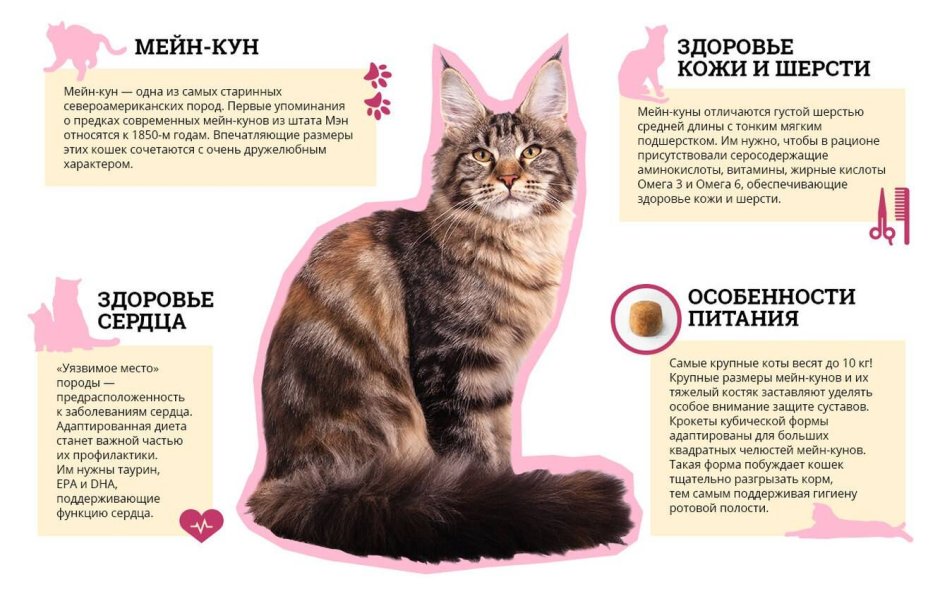 Таблица кормления котят Мейн кун