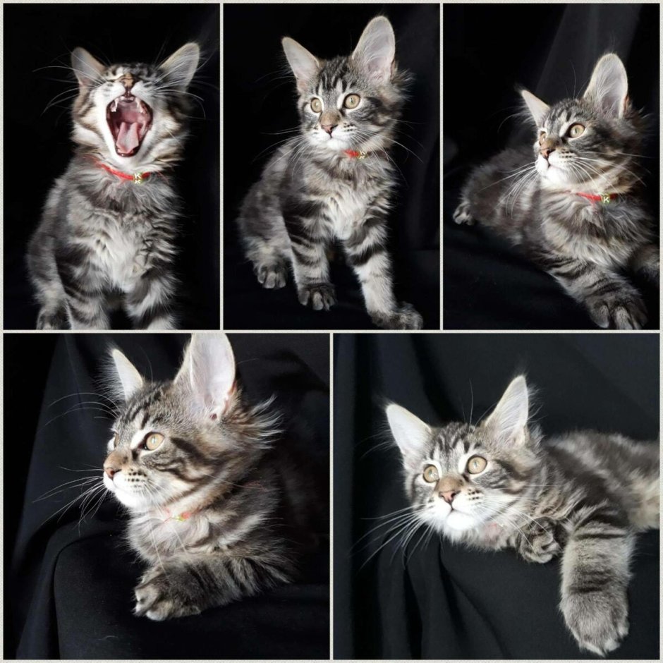 Котенок европейского Мейн куна