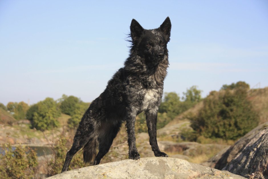 Croatian Sheepdog