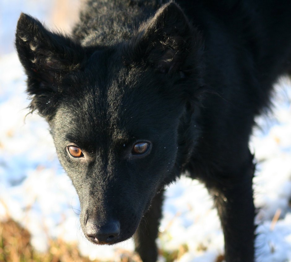 Mudi Dog