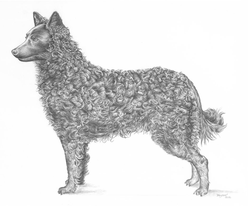 Торньяк рисунок