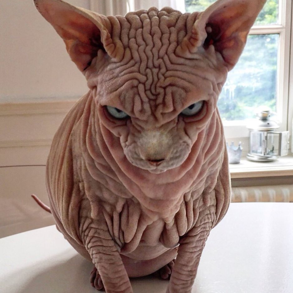 Самый морщинистый кот сфинкс