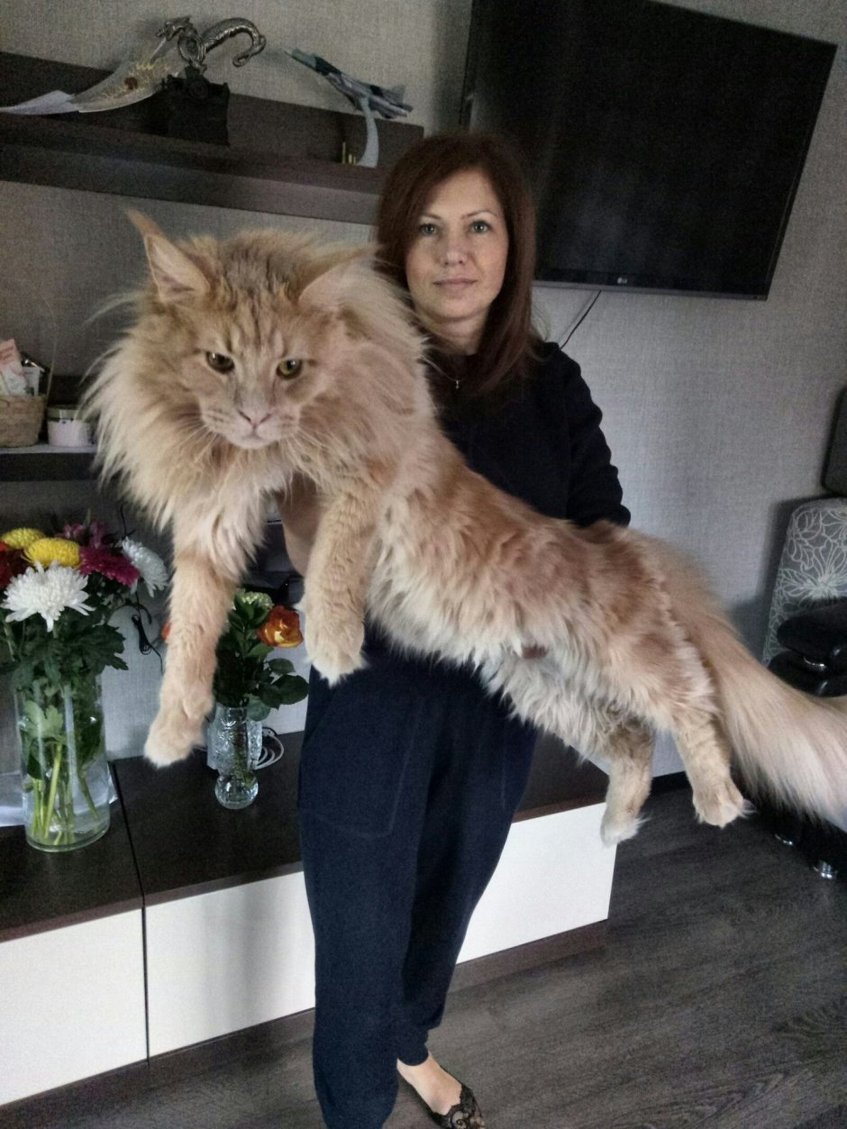 Коты Мейн кун