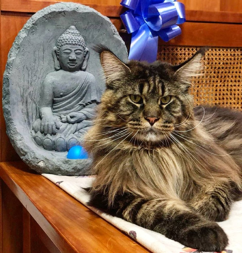 Баривель кот