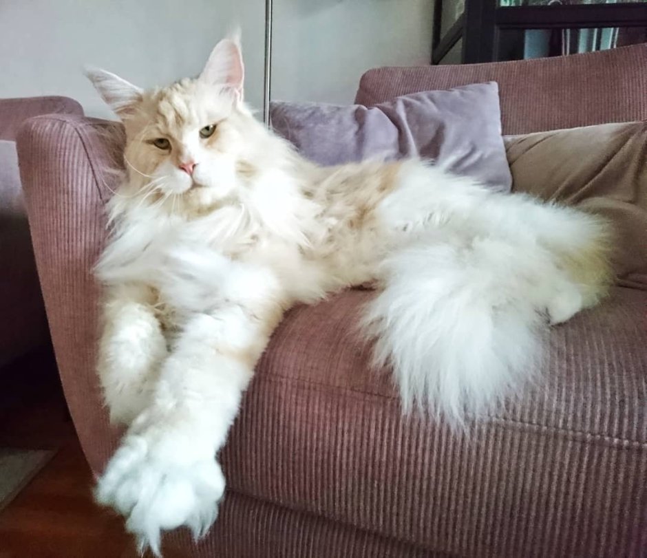 Кот Мейн кун Лотус