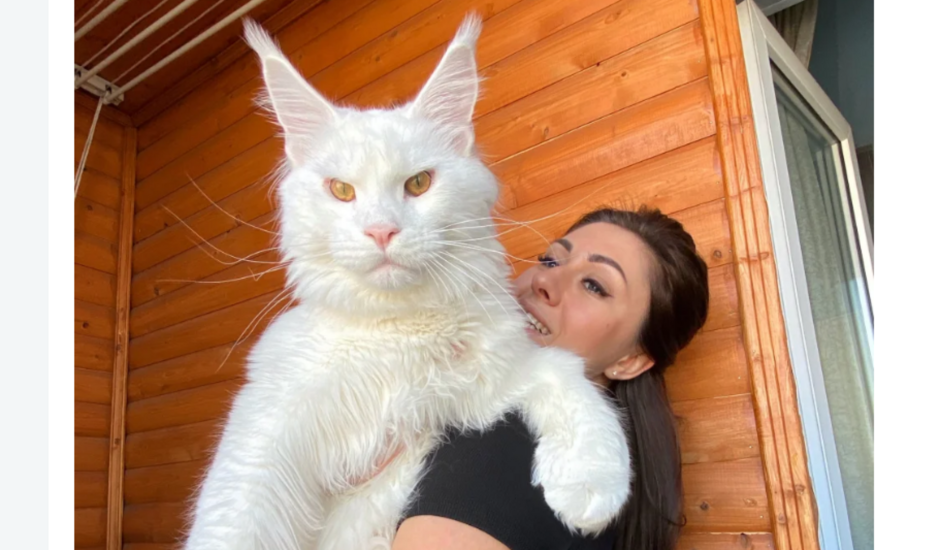 Самый большой кот Мейн кун в мире