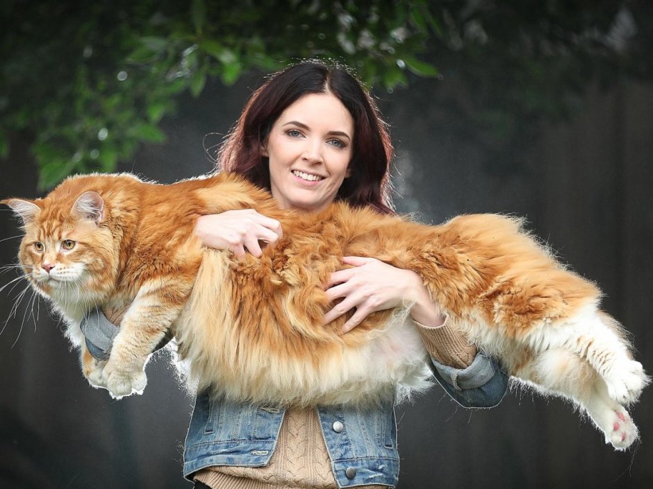 Большой кот Мейн кун
