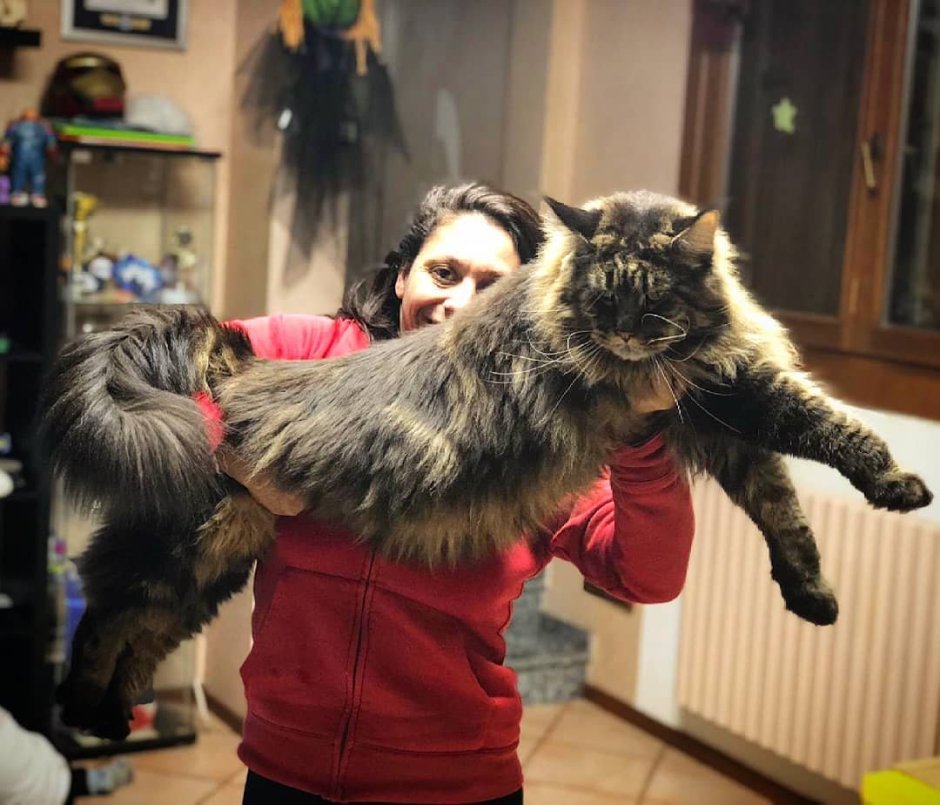 Мейн кун рекорд