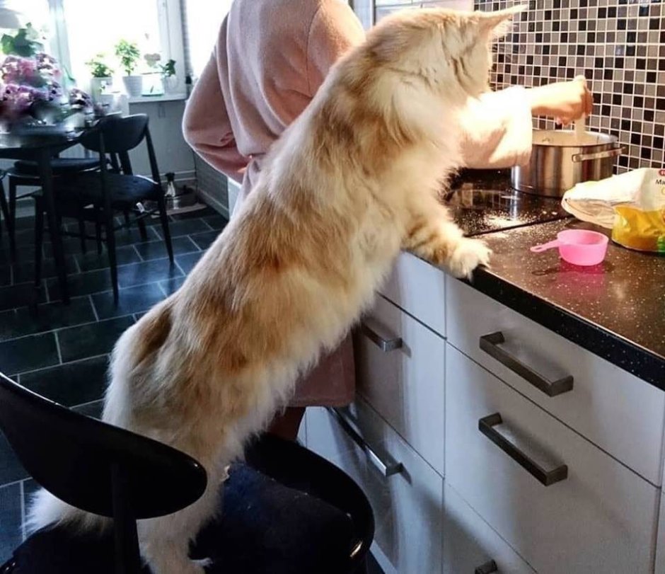 Мейн кун Лотос