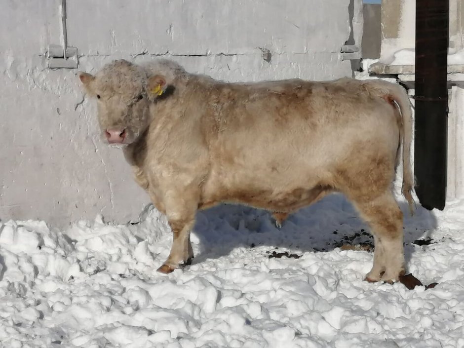 Бычки породы Аулиеколь