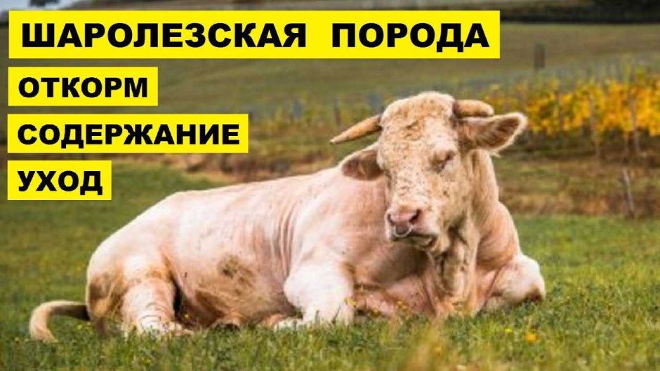 Предубойное содержание скота