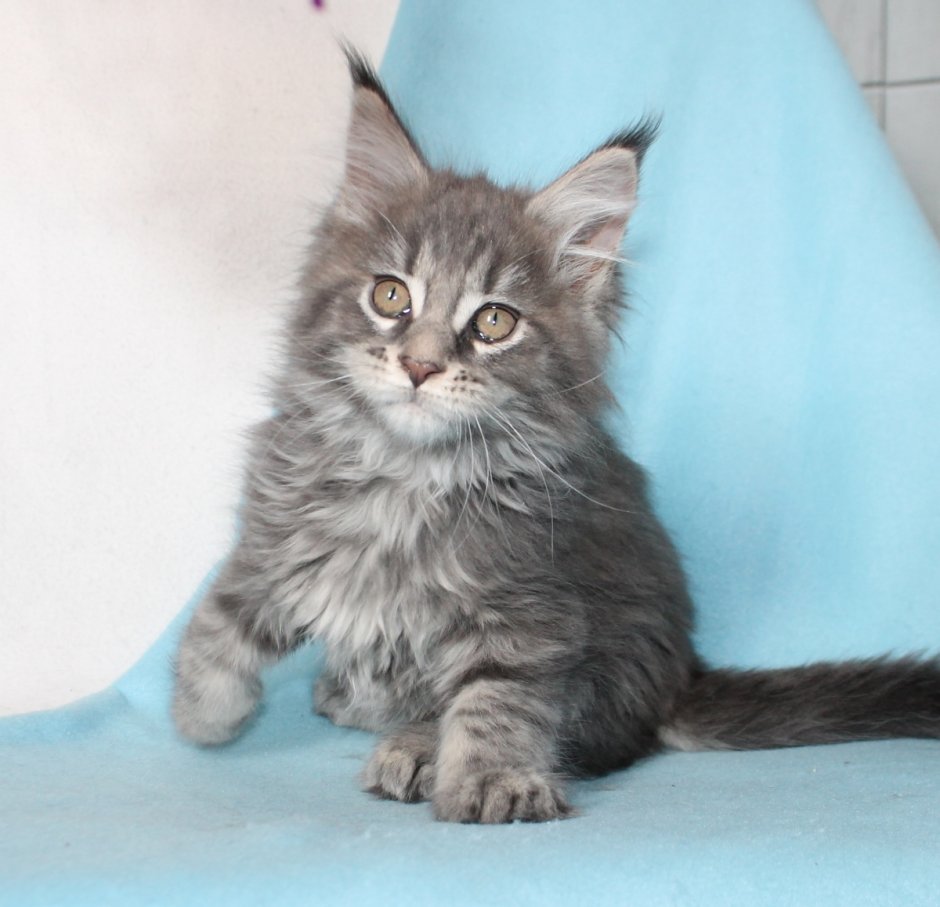 Голубой котенок Мейн куна