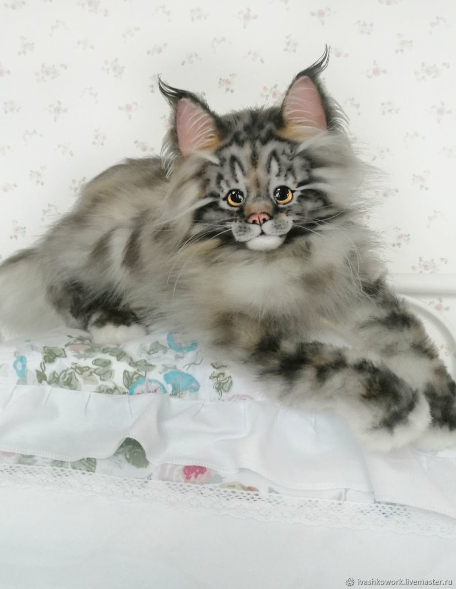 Мейн кун голубой мрамор