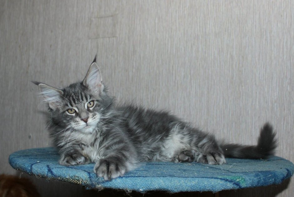 Лесной норвежский кот мрамор голубой