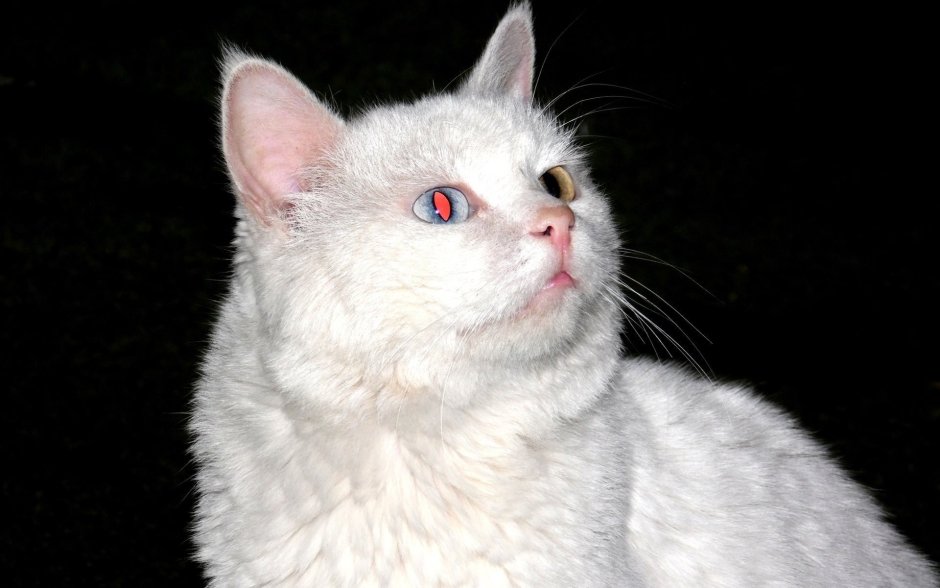 Кот альбинос с красными глазами