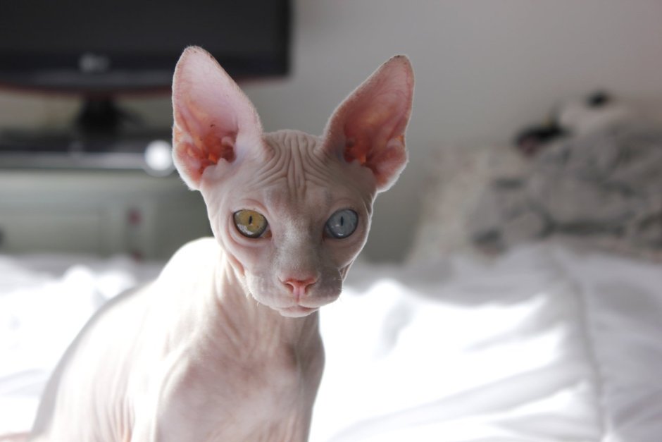 Сфинкс кошка альбинос