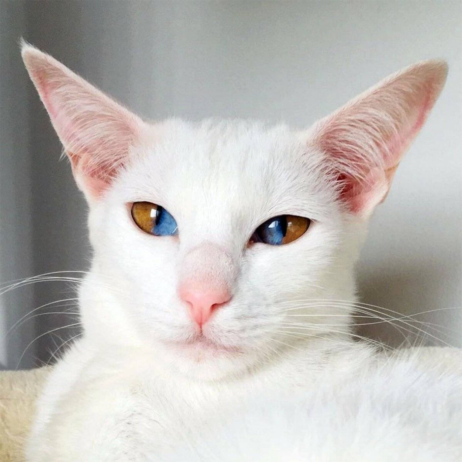 Форин Вайт кошка