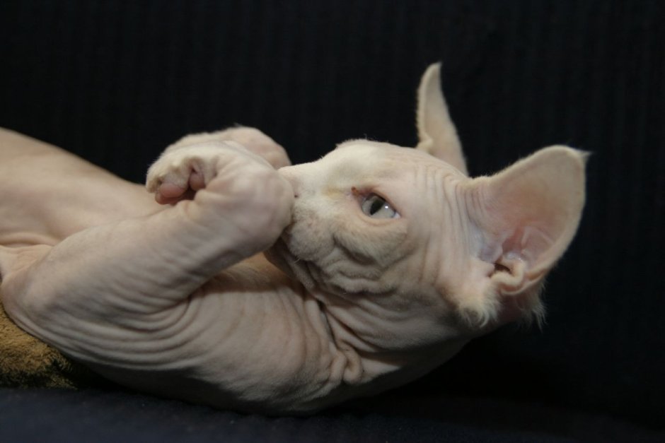 Cat without fur