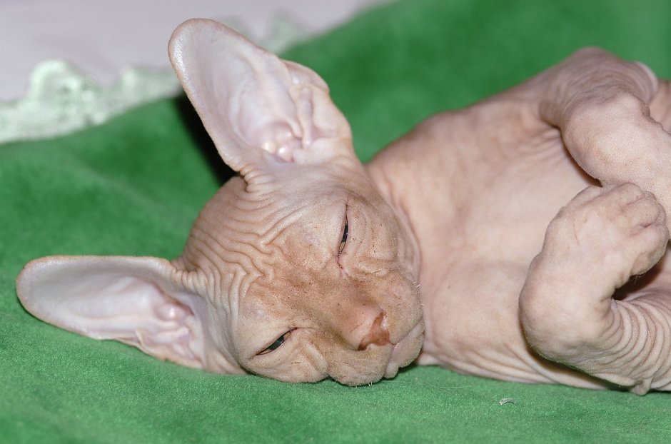 Сфинкс кошка Эстетика
