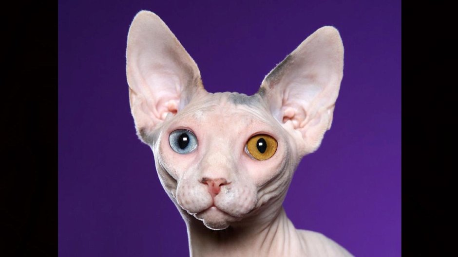 Сфинкс кошка