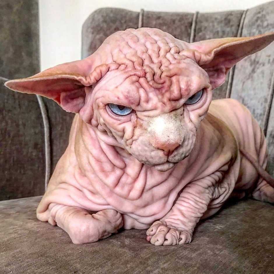 Кот сфинкс альбинос