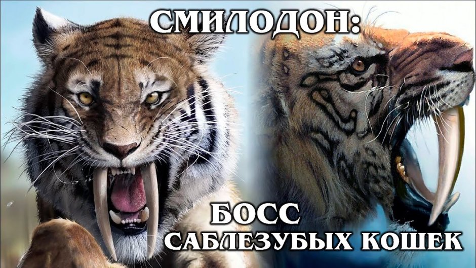Саблезубый тигр морда