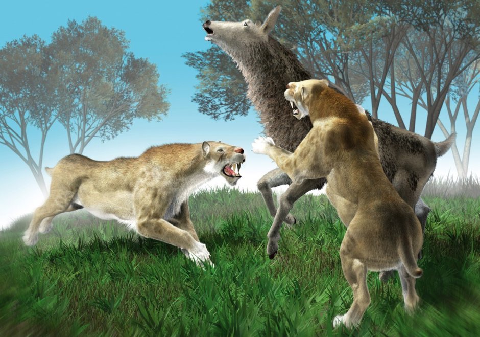 Homotherium latidens