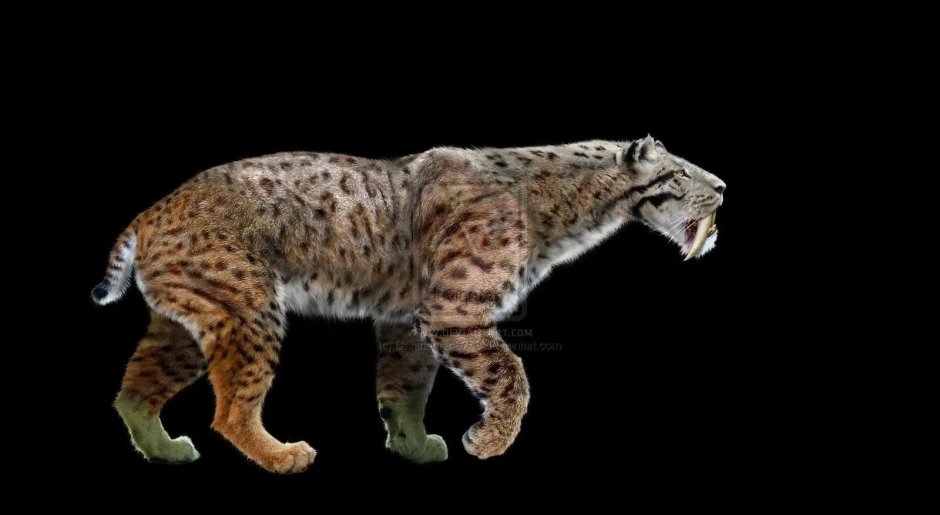 Smilodon Populator и Smilodon Fatalis