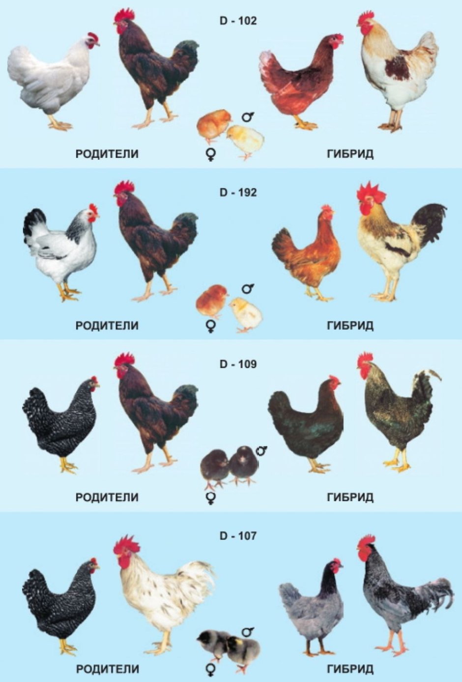 Доминант плимутрок