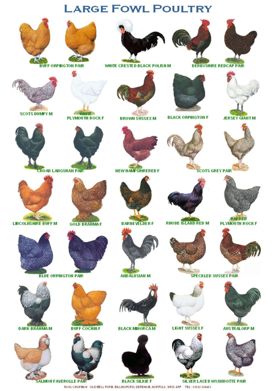 Породы курей несушек