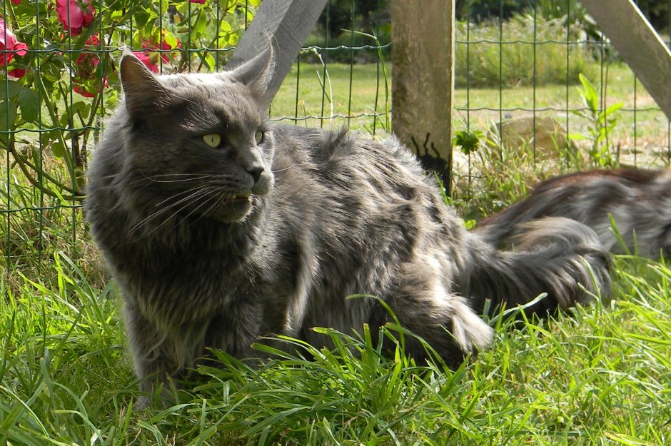 Maine Coon Blue