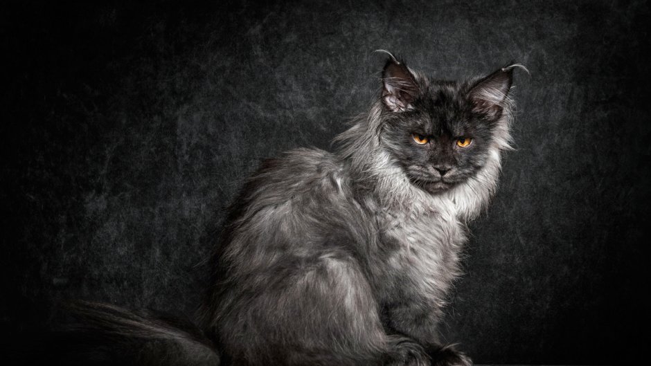 Кошка Мейн кун снежный
