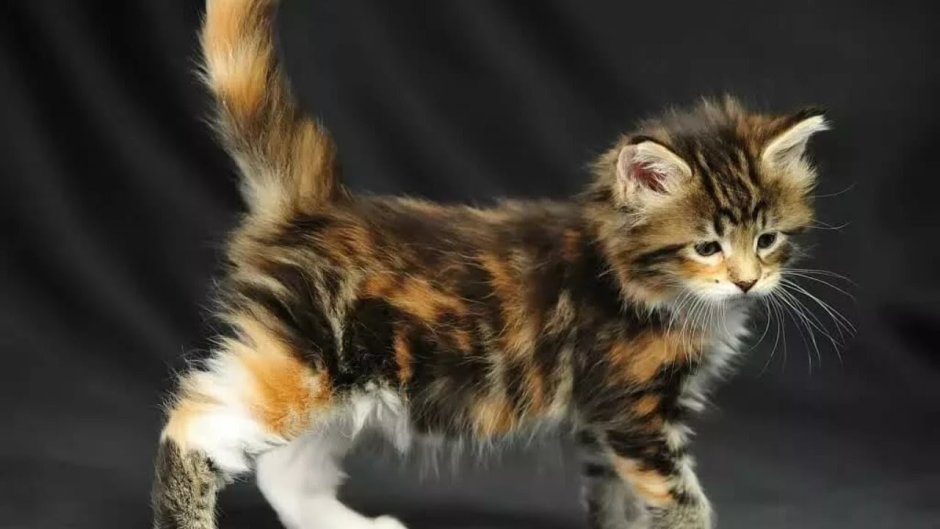 Башкирская кошка