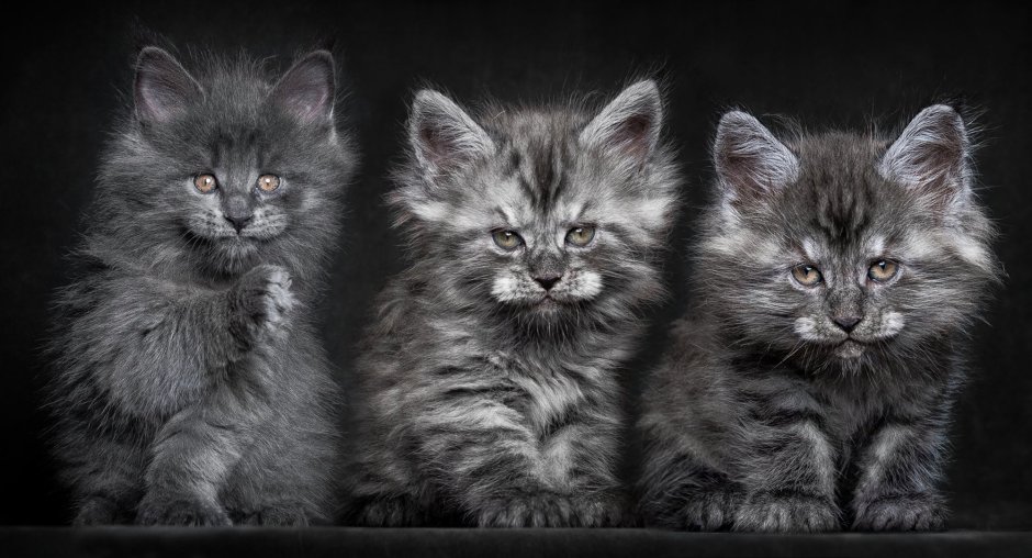 Котята Мейн кун