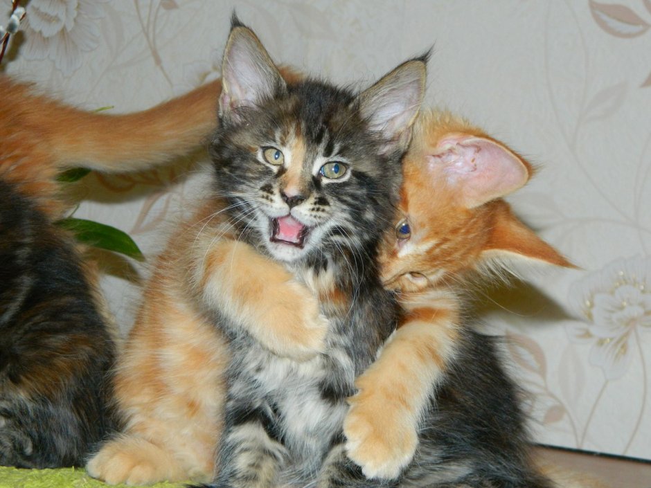 Котята Мейн кун лижут лицо