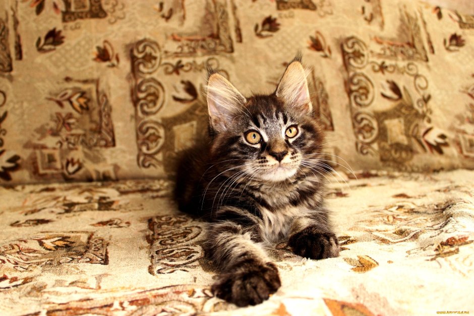 Палас с кошками