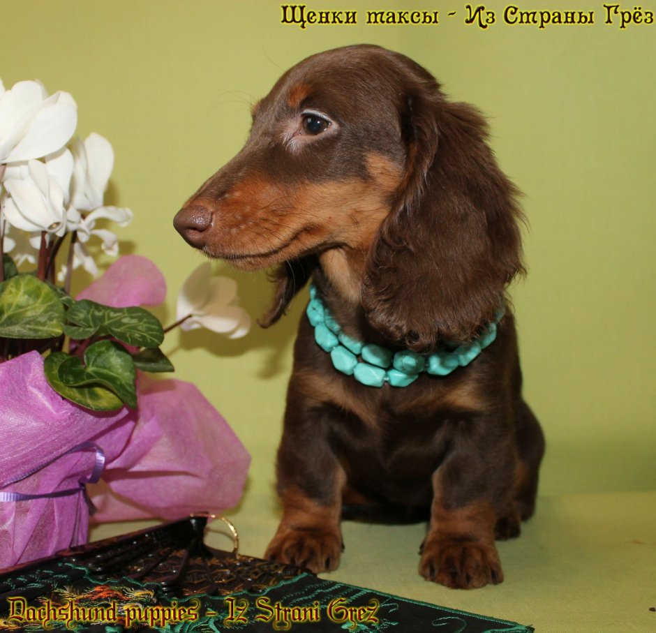 Такса длинношерстная шоколадная