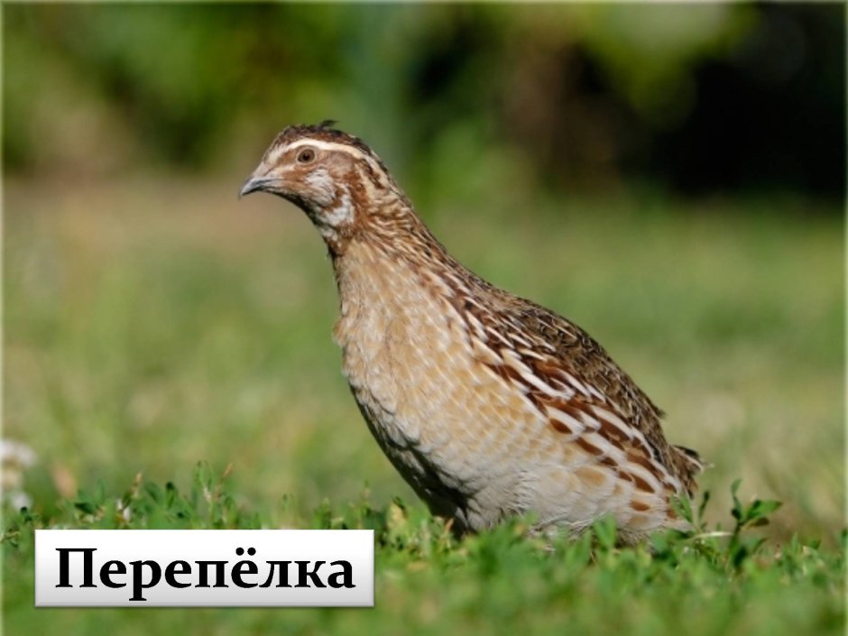 Перепелка Перепелка Перепелочка
