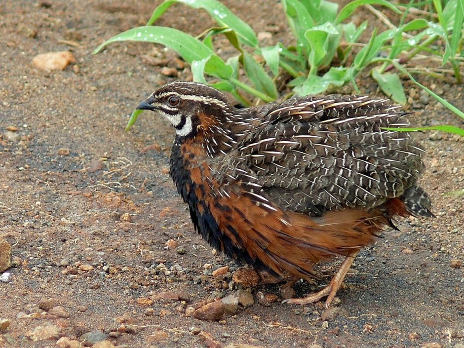 Перепел-Арлекин / Coturnix delegorguei