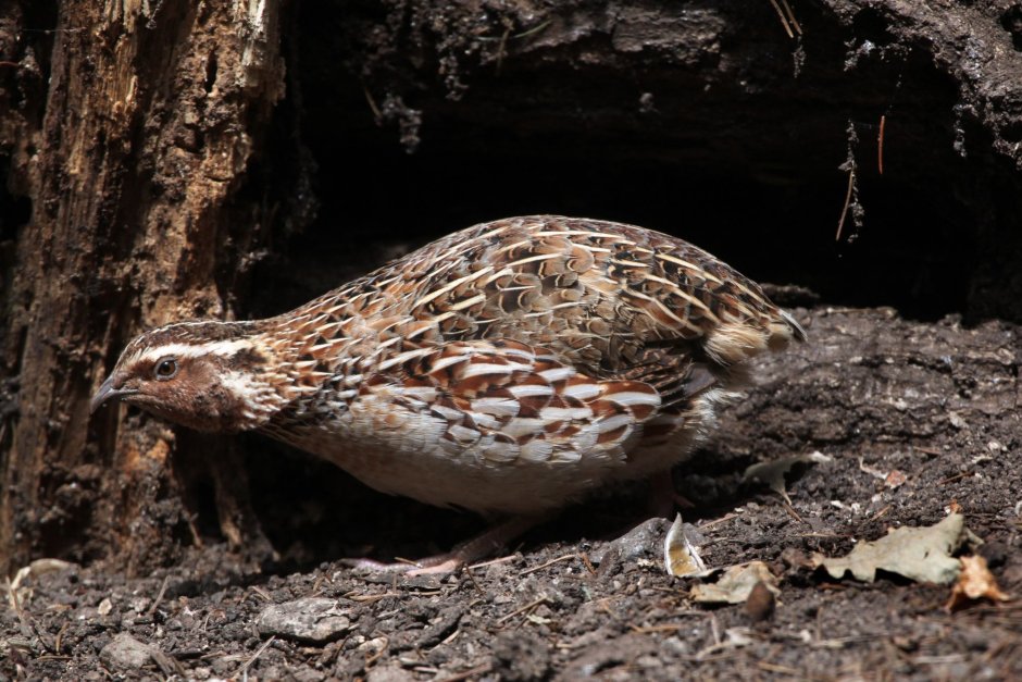 Coturnix japonica