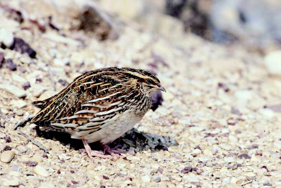 Coturnix Coturnix