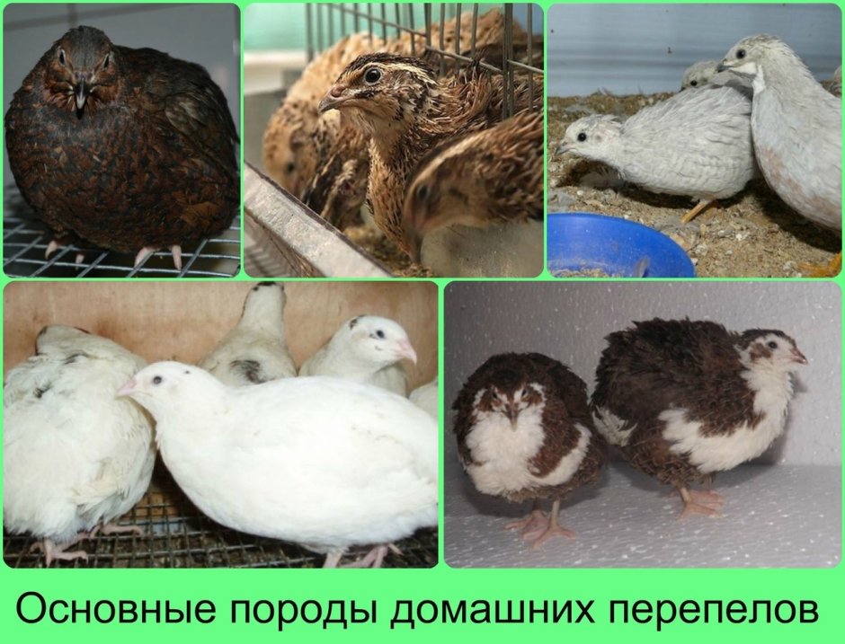 Перепела мясояичная порода