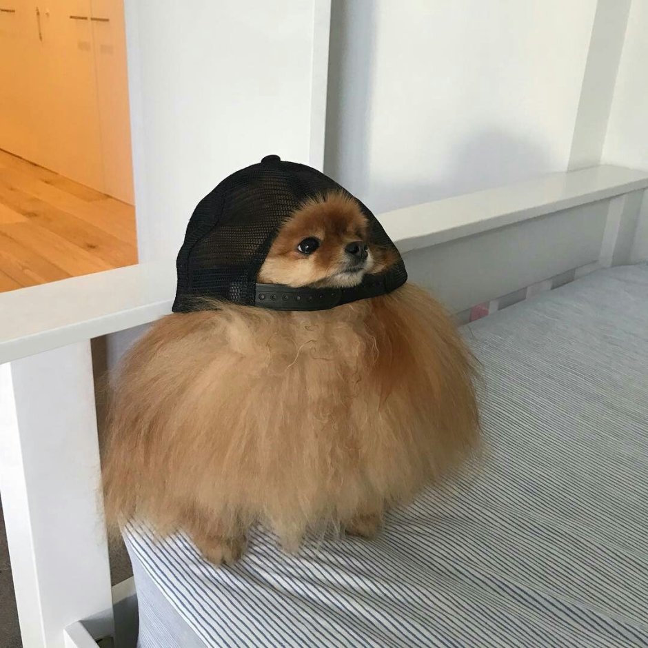 Забавные Шпицы
