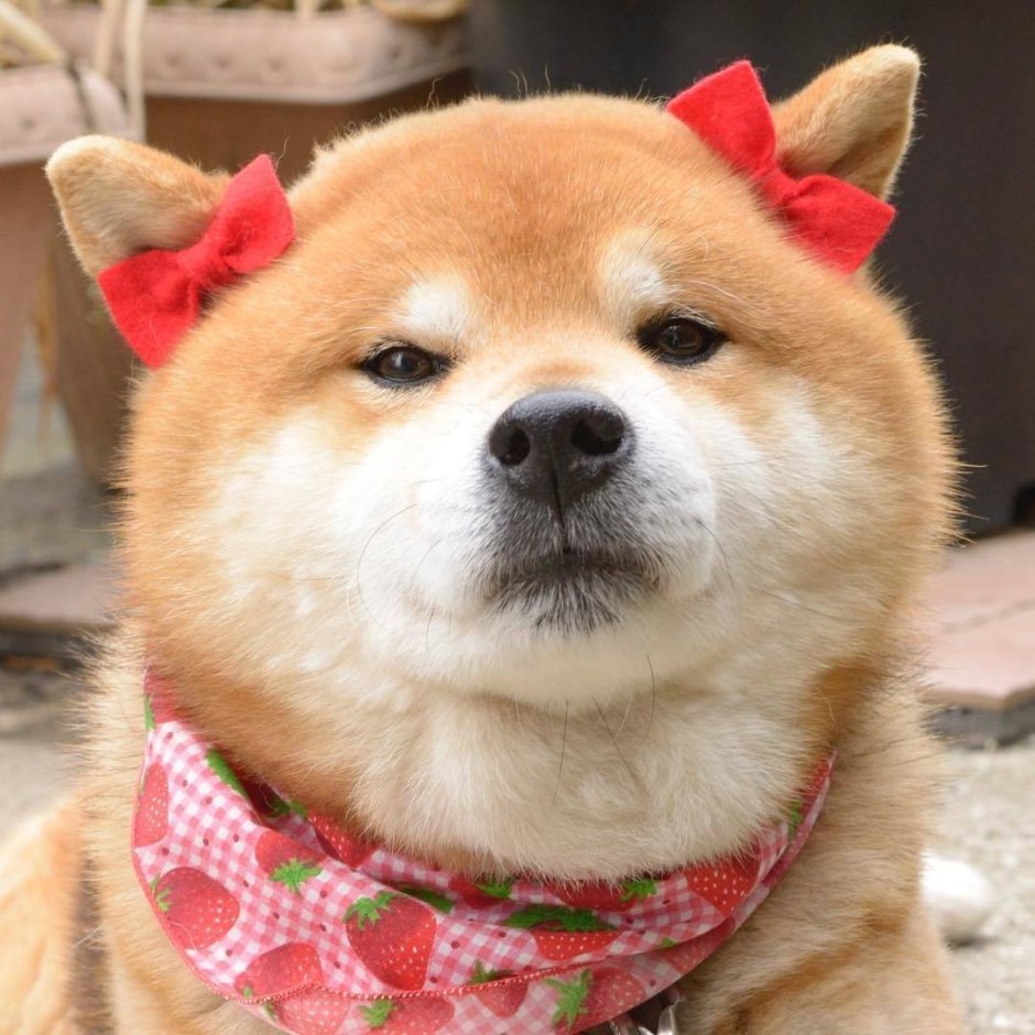 Собака сиба ину