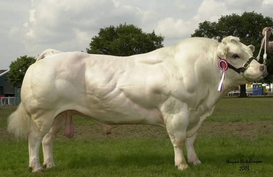 Belgian Blue Cattle