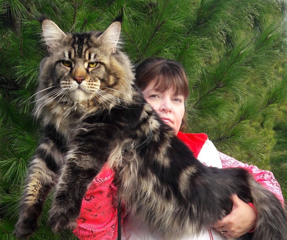 Коты великаны Мейн куны