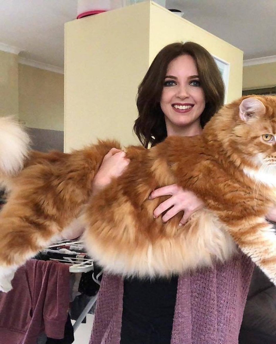 Кот Мейн кун