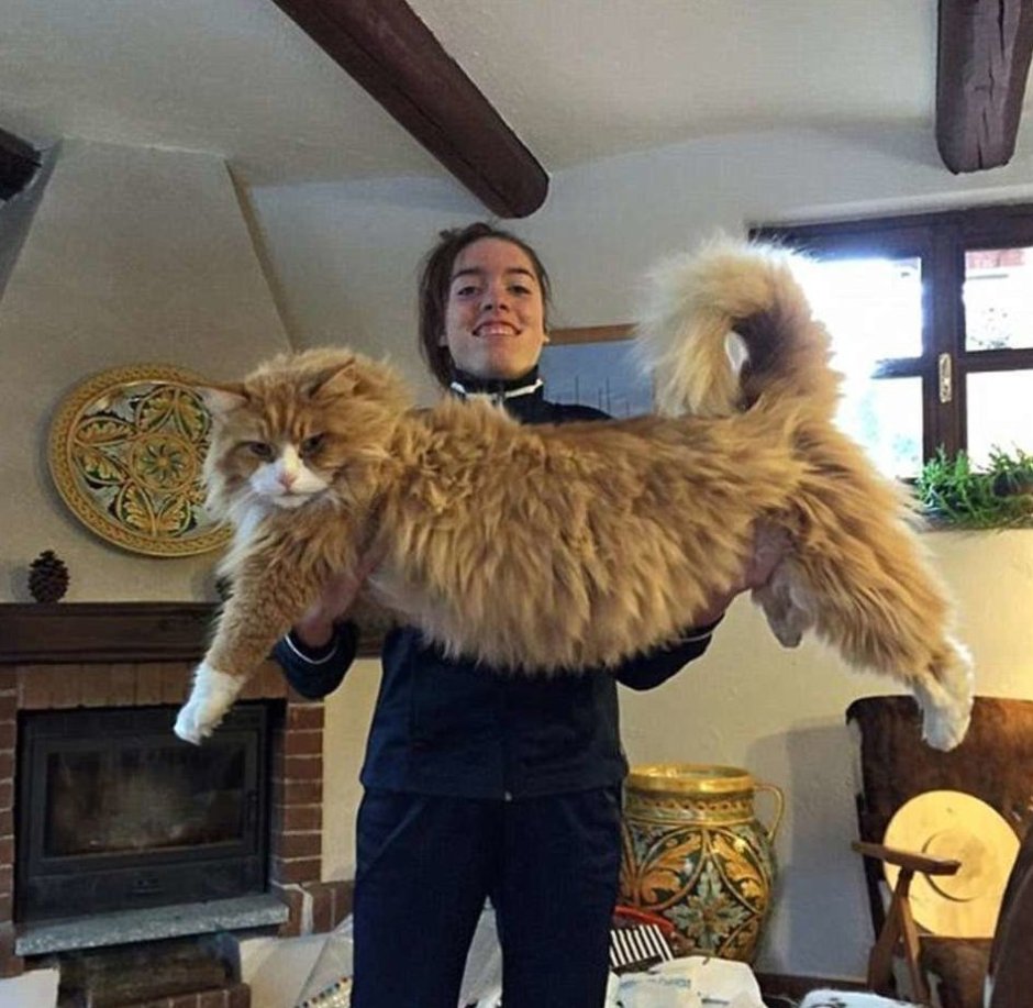 Кошки гиганты Мейн кун
